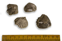 F 01507
<br/>
<br/>
<em></em>